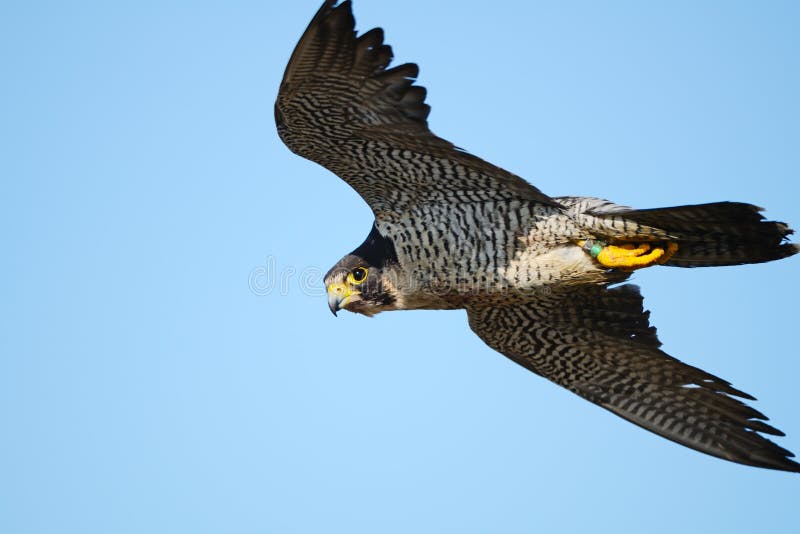 Peregrine Falcon stock photos Peregrine Falcon stock photos