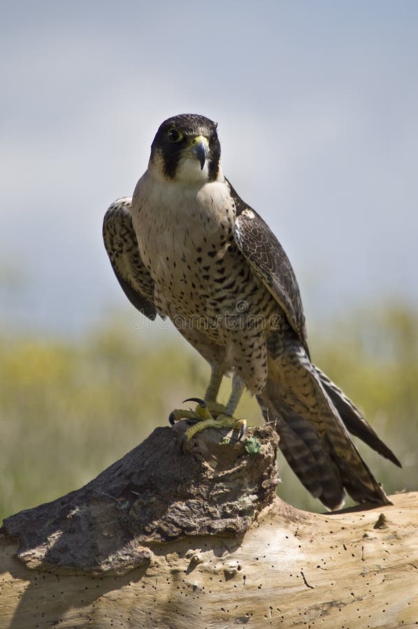 Peregrine Falcon (Falco Peregrinus) on log. Log animal stock images, royalty-free photos and pictures