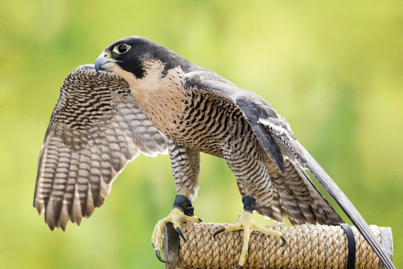 Peregrine Falcon photos stock Peregrine Falcon photos stock