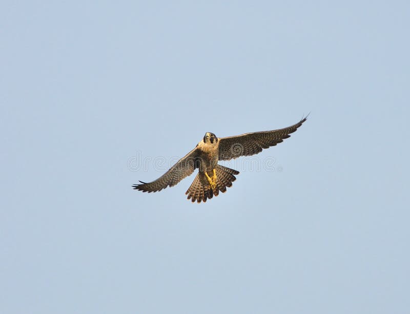 Peregrine Falcon image libre de droits Peregrine Falcon image libre de droits