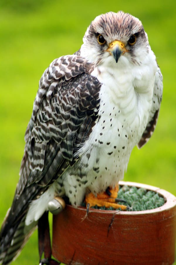 Peregrine Falcon