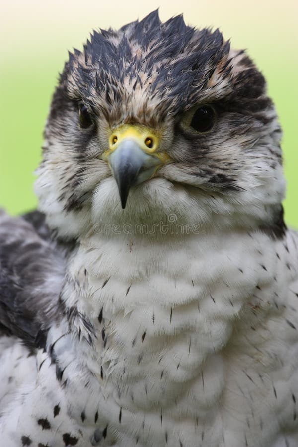 Peregrine falcon