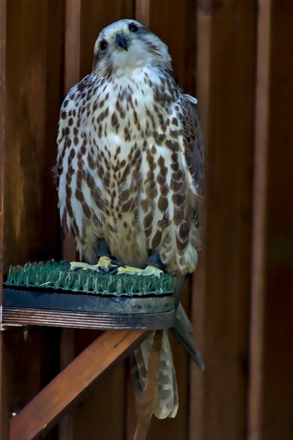 melodrama Alvorlig grafisk A Peregrine Falcon Perched on a Pedestal in an Aviary. Stock Photo - Image  of germany, natural: 183941784