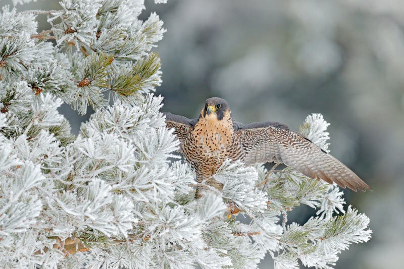 Peregrine Falcon, Bird of prey with fly snow sitting on the white rime pine tree with dark green forest in background, action sce