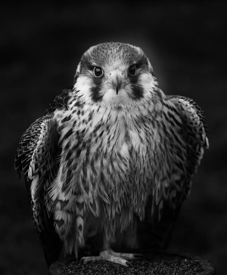 Peregrine Falcon In Black And White Stock Photo - Image of ...