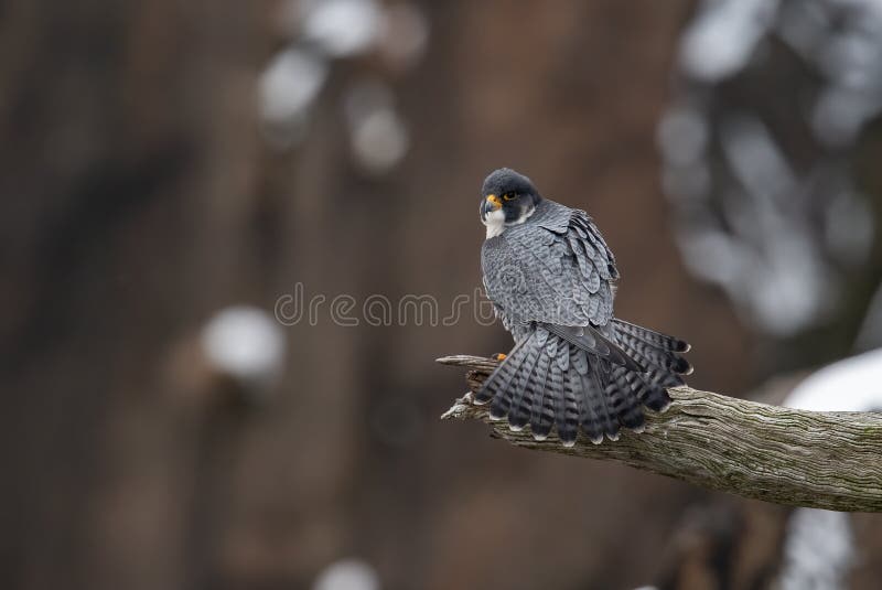 peregrin falcon sound barrier peregrin falcon sound barrier
