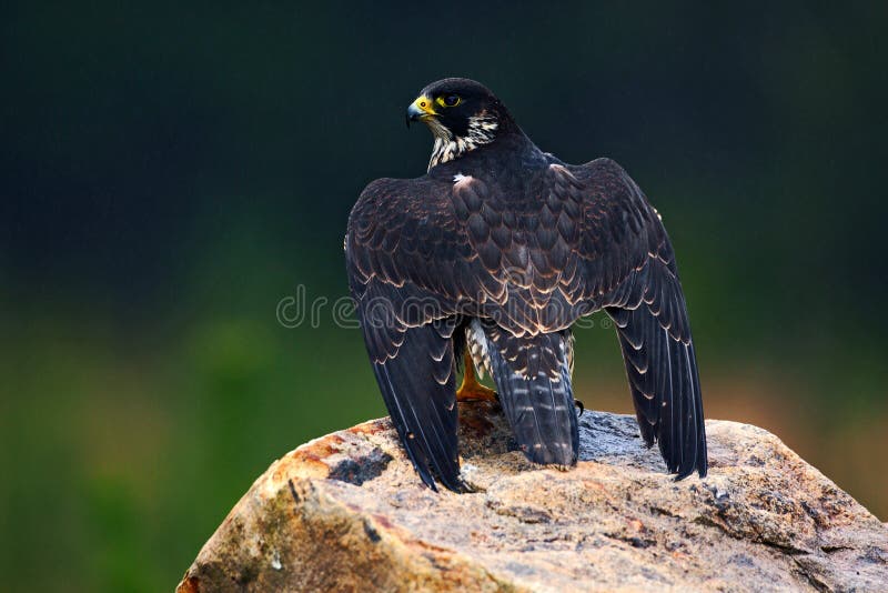 Peregrine Falcon fågel av rovsammanträde på stenen i vagga, detaljstående i naturlivsmiljön, Tyskland Djurlivplatswi royaltyfria bilder Peregrine Falcon fågel av rovsammanträde på stenen i vagga, detaljstående i naturlivsmiljön, Tyskland Djurlivplatswi royaltyfria bilder