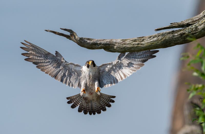 Peregrine Falcon in New Jersey. Peregrine Falcon in New Jersey