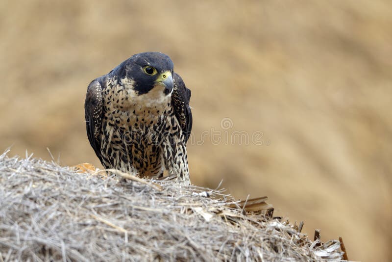 Peregrine falcon