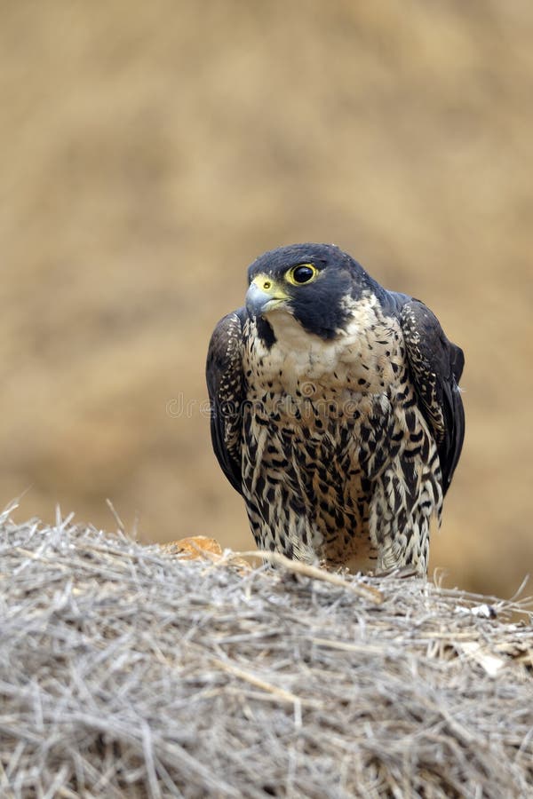 Peregrine falcon