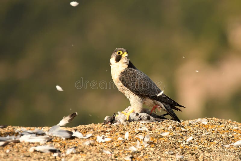 Peregrine falcon with a prey in the field