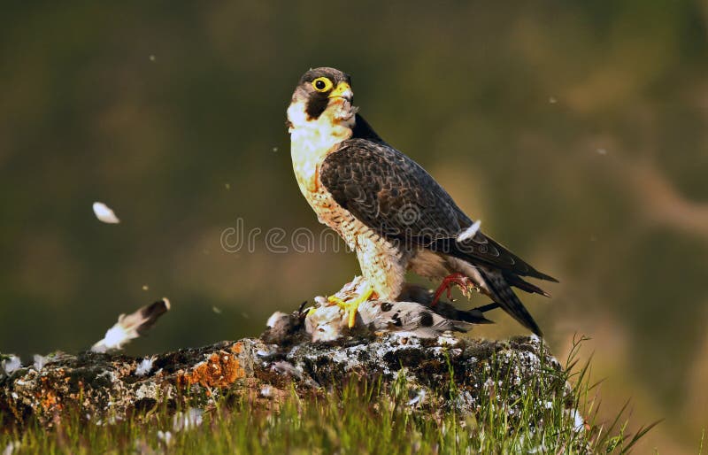 Peregrine falcon with a prey in the field