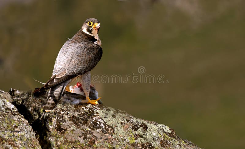 Peregrine falcon with a prey in the field