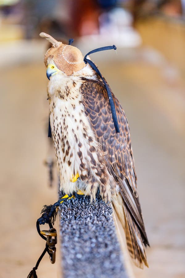 Peregrine falcon stock photo. Image of animal, bird - 178591980