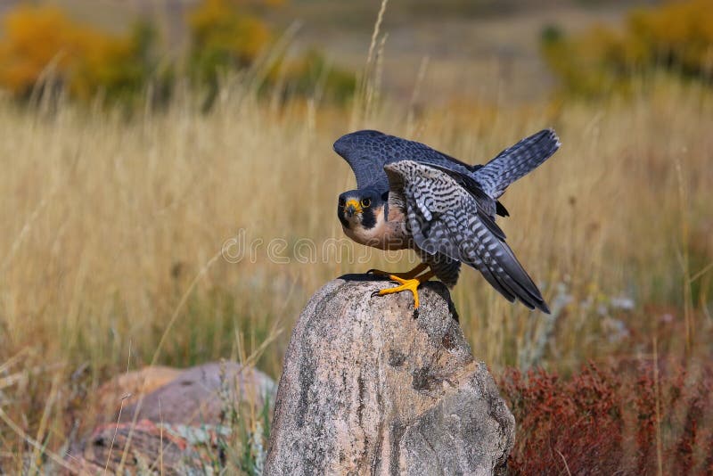 Peregrine Face Stock Image Image Of Falco Feather Perched