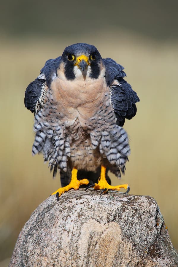 Peregrine falcon sitting on a rock royalty free stock photography