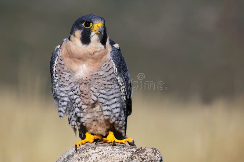 Peregrine falcon sitting on a rock stock photography