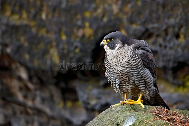 Peregrine Falcon sitting in the rock with, Rare bird in the nature habitat. Falcon in the Czech mountain Ceske Svycarsko National