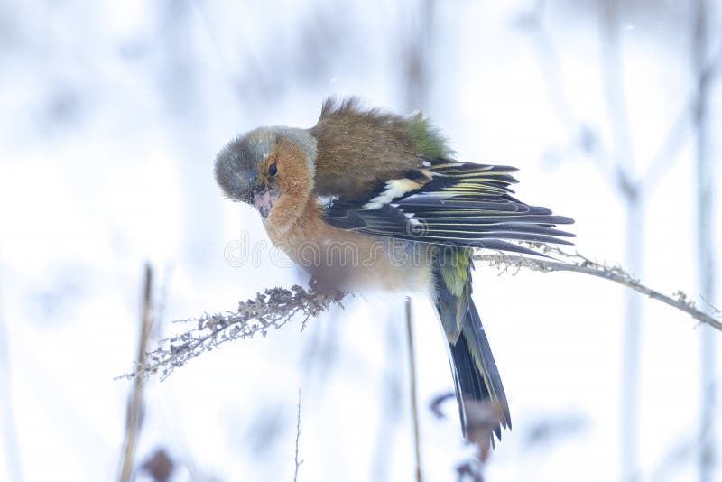 Peregrino macho fringilla coelebas forrajando en la nieve hermoso entorno de invierno frío foto de archivo libre de regalías