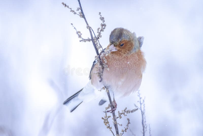 Peregrino macho fringilla coelebas forrajando en la nieve hermoso entorno de invierno frío fotos de archivo