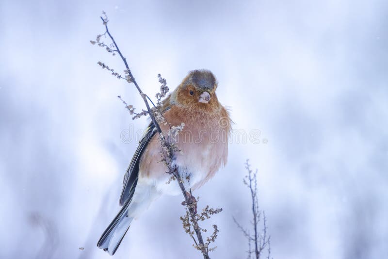 Peregrino macho fringilla coelebas forrajando en la nieve hermoso entorno de invierno frío imagen de archivo libre de regalías