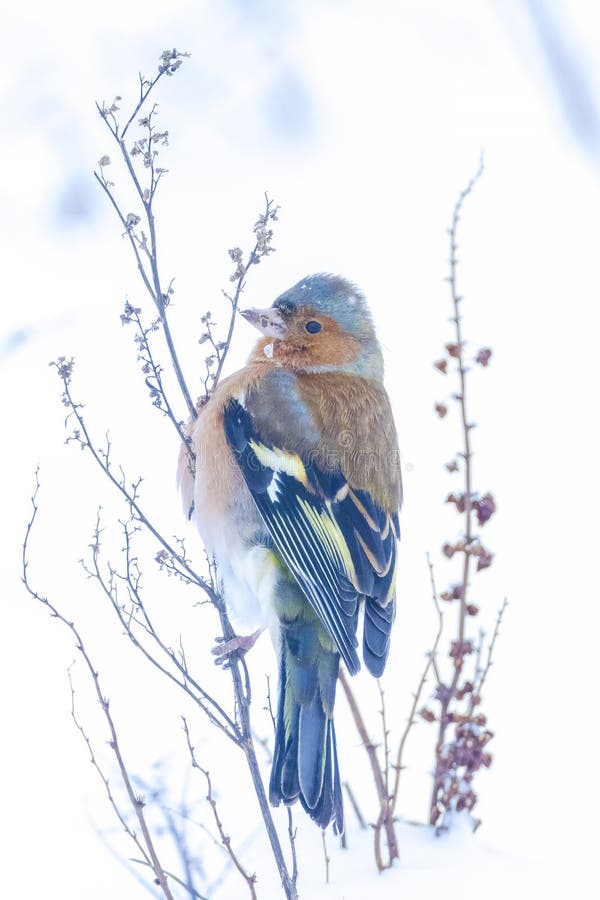 Peregrino macho fringilla coelebas forrajando en la nieve hermoso entorno de invierno frío imágenes de archivo libres de regalías