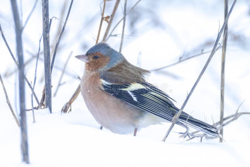 Peregrino macho fringilla coelebas forrajando en la nieve hermoso entorno de invierno frío imágenes de archivo libres de regalías