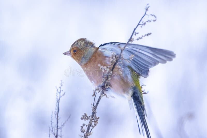 Peregrino macho fringilla coelebas forrajando en la nieve hermoso entorno de invierno frío imagen de archivo