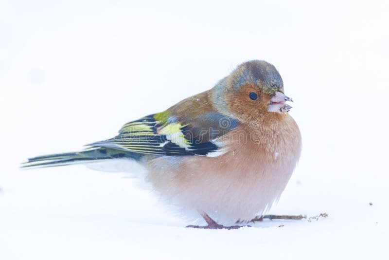 Peregrino macho fringilla coelebas forrajando en la nieve hermoso entorno de invierno frío imagen de archivo