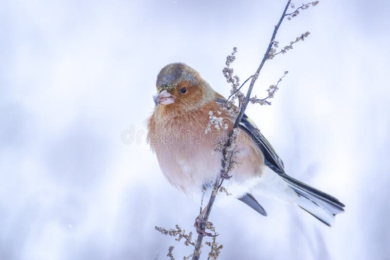 Peregrino macho fringilla coelebas forrajando en la nieve hermoso entorno de invierno frío imagen de archivo libre de regalías