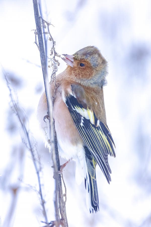 Peregrino macho fringilla coelebas forrajando en la nieve hermoso entorno de invierno frío imagen de archivo