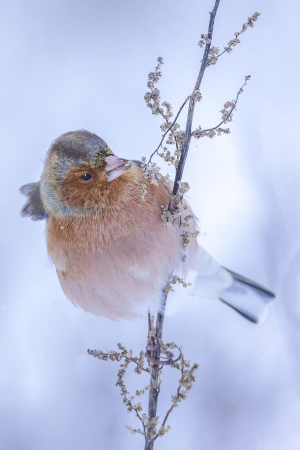 Peregrino macho fringilla coelebas forrajando en la nieve hermoso entorno de invierno frío fotos de archivo