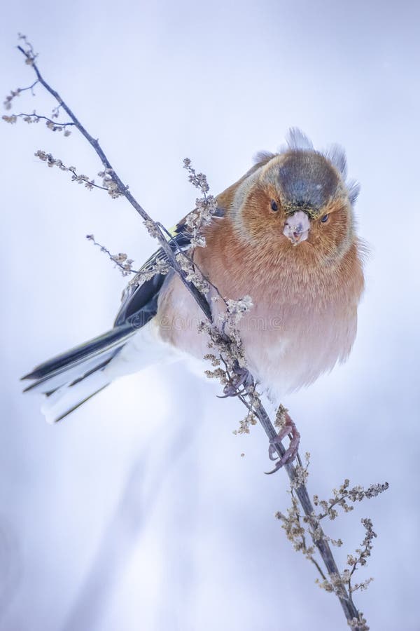 Peregrino macho fringilla coelebas forrajando en la nieve hermoso entorno de invierno frío fotos de archivo libres de regalías