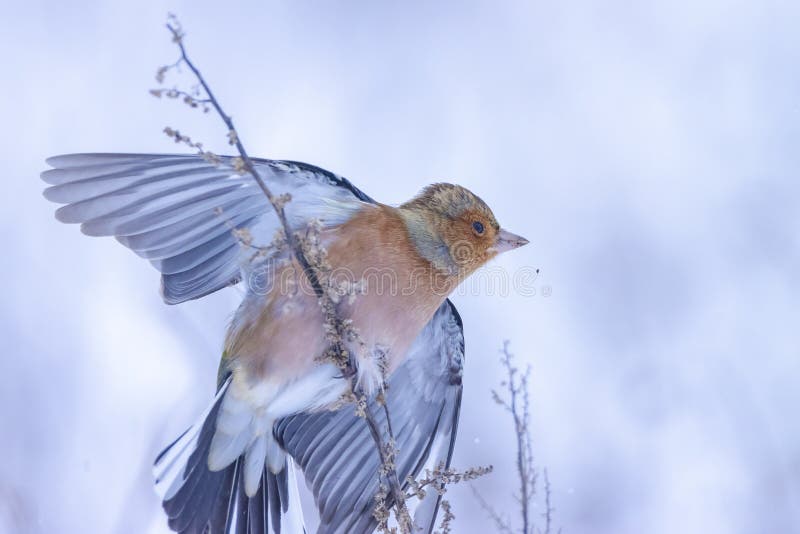Peregrino macho fringilla coelebas forrajando en la nieve hermoso entorno de invierno frío foto de archivo