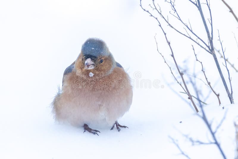 Peregrino macho fringilla coelebas forrajando en la nieve hermoso entorno de invierno frío fotos de archivo libres de regalías