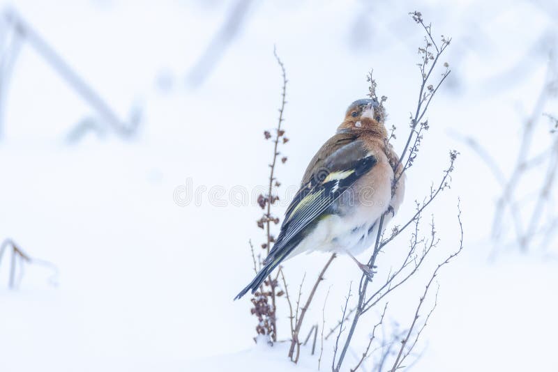 Peregrino macho fringilla coelebas forrajando en la nieve hermoso entorno de invierno frío imagen de archivo