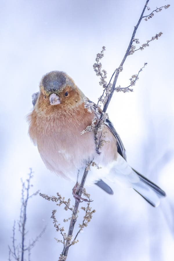 Peregrino macho fringilla coelebas forrajando en la nieve hermoso entorno de invierno frío foto de archivo libre de regalías