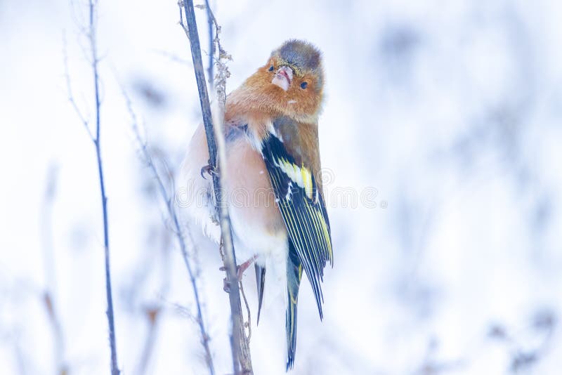 Peregrino macho fringilla coelebas forrajando en la nieve hermoso entorno de invierno frío imagen de archivo