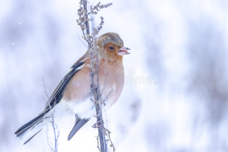 Peregrino macho fringilla coelebas forrajando en la nieve hermoso entorno de invierno frío foto de archivo libre de regalías