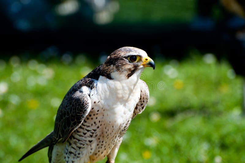 Peregrinus de Falco image libre de droits Peregrinus de Falco image libre de droits