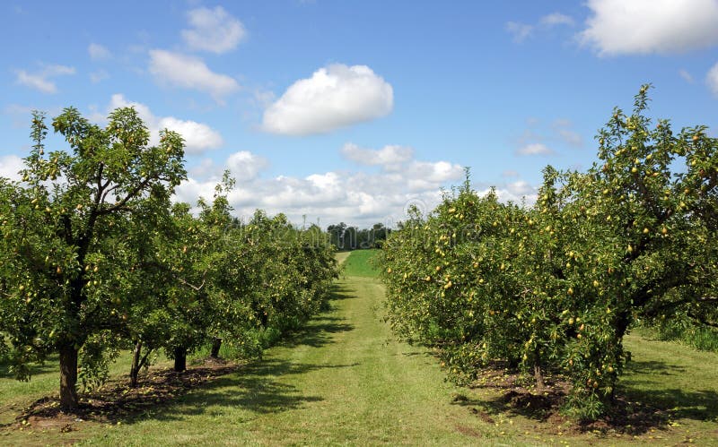 Pear orchard is full of trees laden heavy with fruit. A bumper crop. Pear orchard is full of trees laden heavy with fruit. A bumper crop.