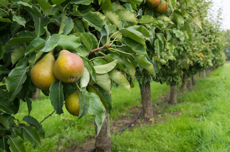 Pears ready for harvest in a pear orchard in the netherlands. Pears ready for harvest in a pear orchard in the netherlands