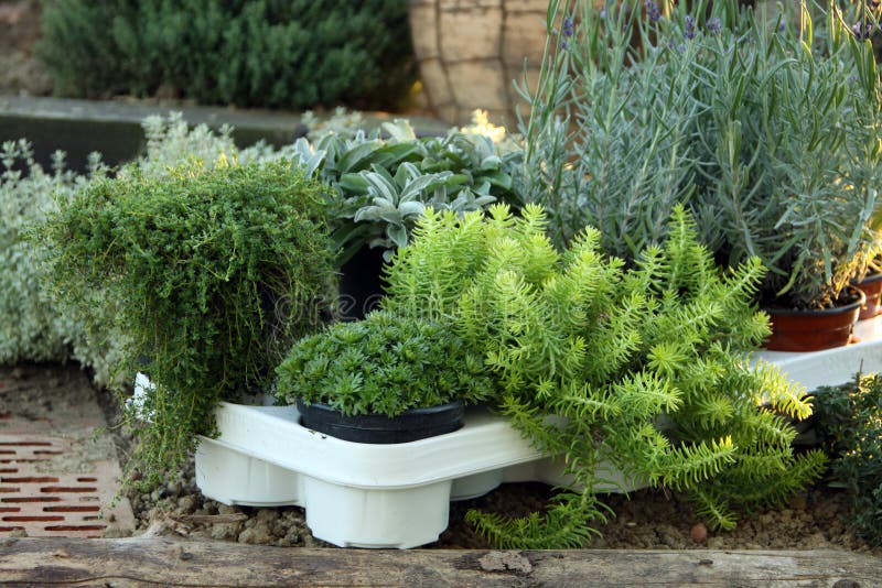 Perenial and Herbs Young Plant Stock Photo Image of lavender, sale 21369308