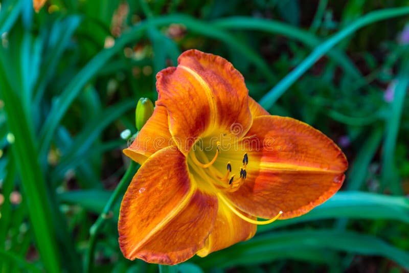 Perenn apelsin eller djupt - gul dayliliesHemerocallis royaltyfria bilder Perenn apelsin eller djupt - gul dayliliesHemerocallis royaltyfria bilder