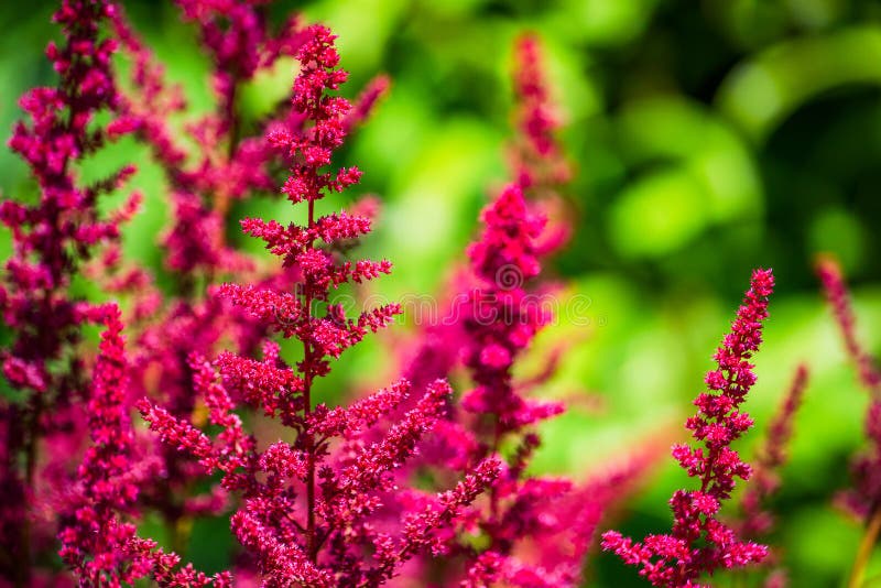 Perenn växt falska Spirea på en grön bakgrund med bokeh royaltyfria foton Perenn växt falska Spirea på en grön bakgrund med bokeh royaltyfria foton