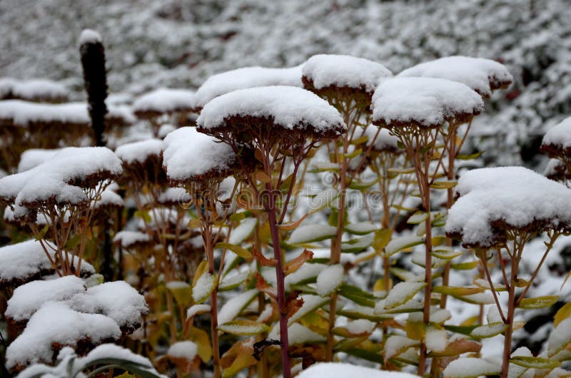 Perennial beds with ornamental flowers and grasses. lightly covered with a layer of fresh snow. the textures of dry stems and leav