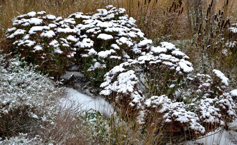 Perennial beds with ornamental flowers and grasses. lightly covered with a layer of fresh snow. the textures of dry stems and leav