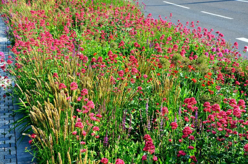 Perennial beds in street plantings. Variegated rich stands of prairie hardy flowers blooming profusely like a meadow. concrete int