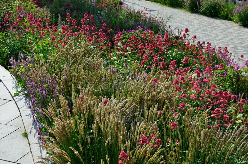 Perennial beds in street plantings. Variegated rich stands of prairie hardy flowers blooming profusely like a meadow. concrete int