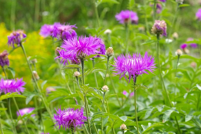 Perennial cornflower or Centaurea dealbata flower